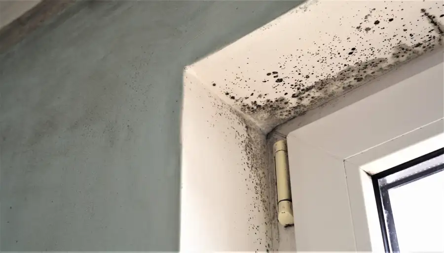 How Mold Restoration Can Save Your Property from Structural Damage Tampa, FL