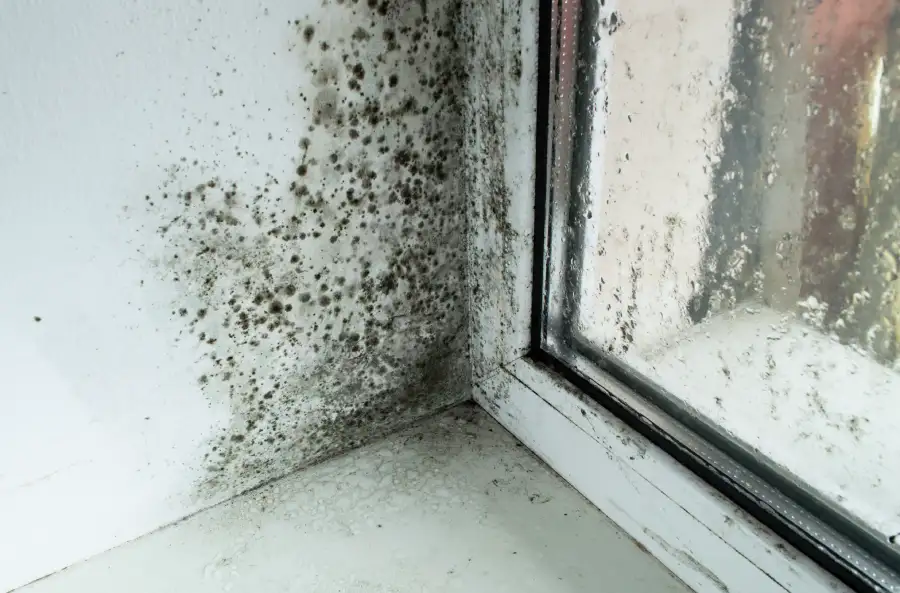 How Mold Restoration Can Save Your Property from Structural Damage in Tampa, FL