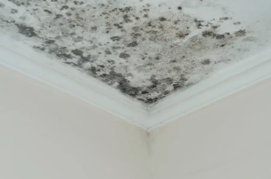 Reliable Mold Restoration in Tampa, FL
