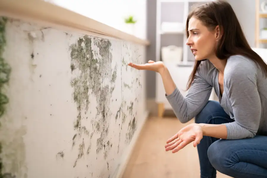 Dependable Mold Restoration in Tampa, FL