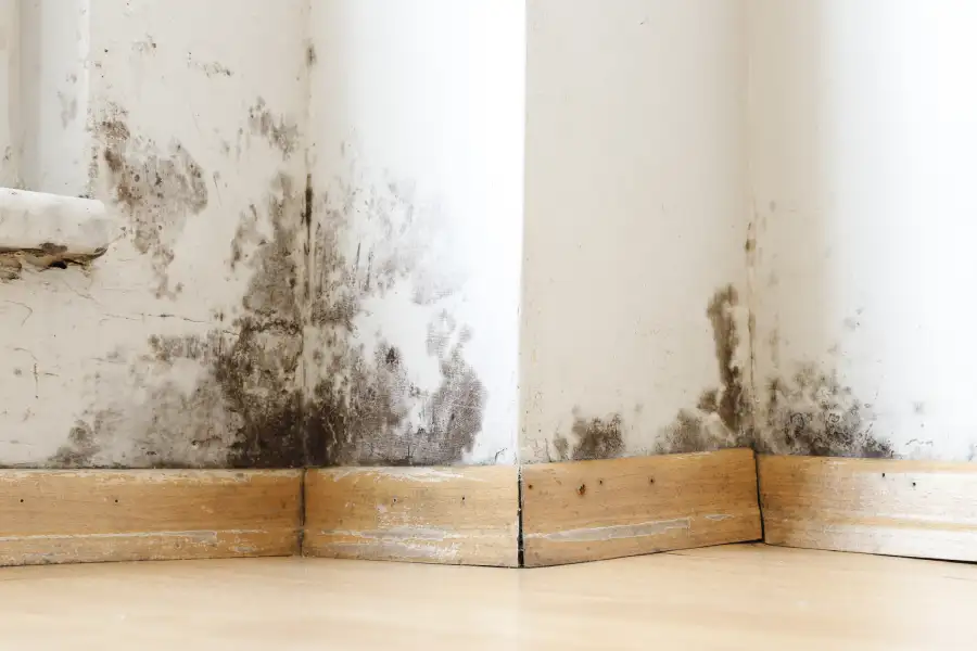 Why Timely Mold Restoration Is Crucial for Your Health Tampa, FL
