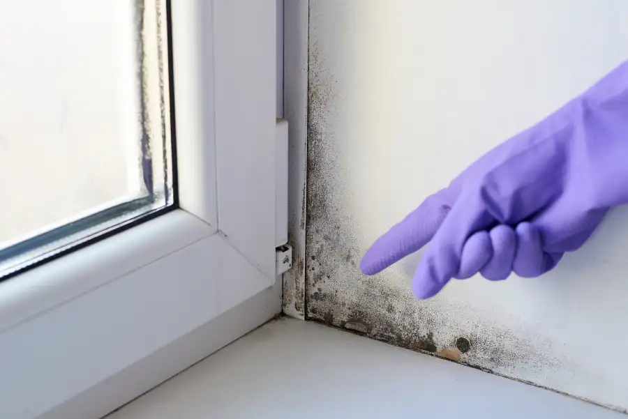 Why Timely Mold Restoration Is Crucial for Your Health in Tampa, FL